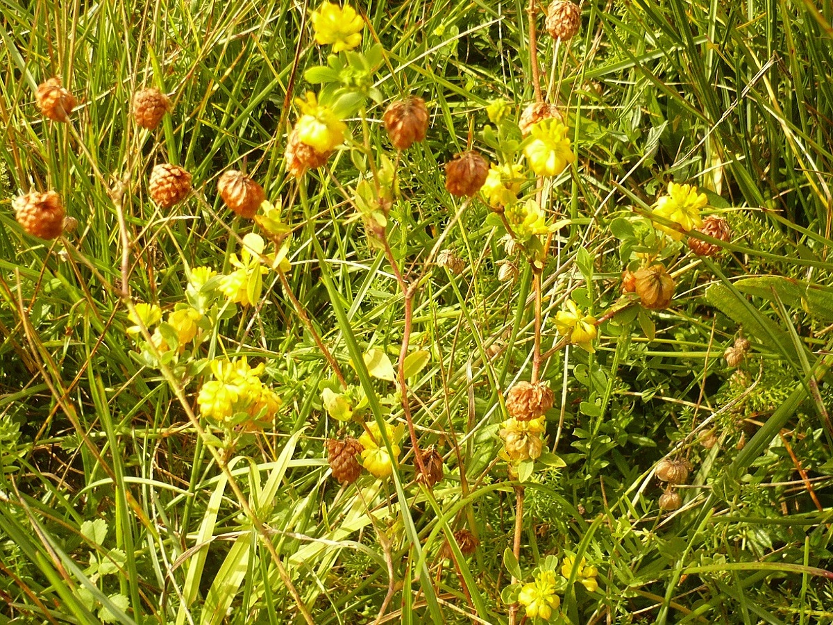 Trifolium aureum (Fabaceae)